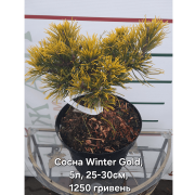 Сосна гірська 'Winter Gold